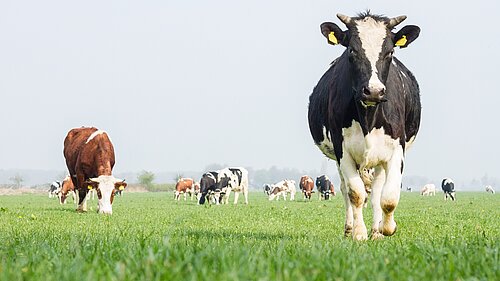 A heard of cows in a grassy field.