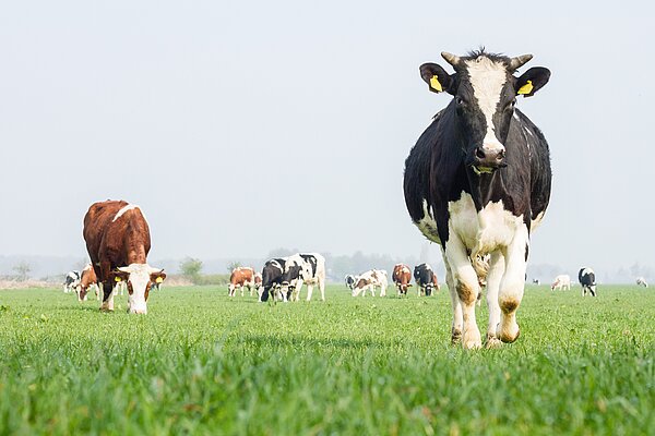 A heard of cows in a grassy field.